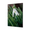 Toile tendue sur cadre Noir - White flower-Mur Déco : Conception standard Altumis