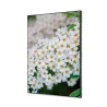 Toile tendue sur cadre Noir - Fleurs Perce-neige-Mur Déco : Conception standard Altumis
